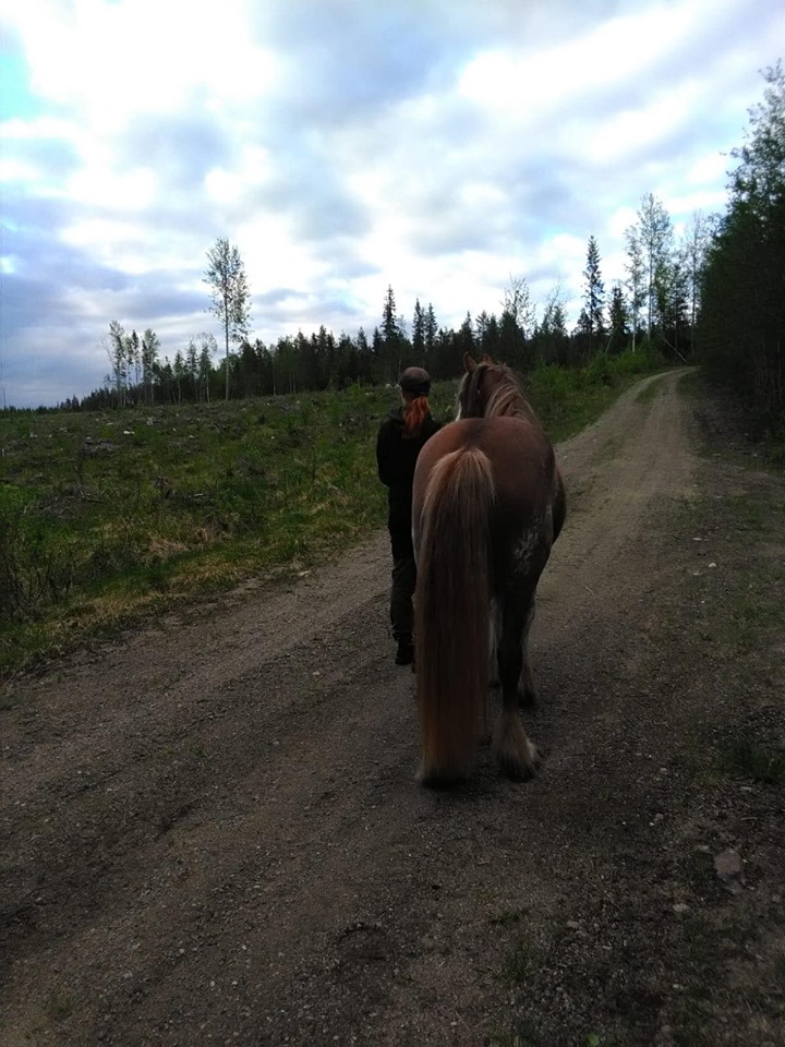 Budkavleritten 2020 - Beatrice Nilsson på promenad med Tinkerhästen Nolbackens Amber