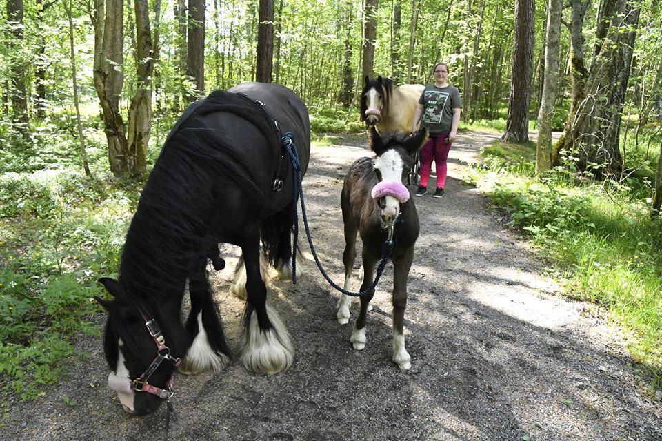 Budkavleritten 2020 - JT BlCK baccara of Brackenhill med fölet Little Big Garbo på promenad