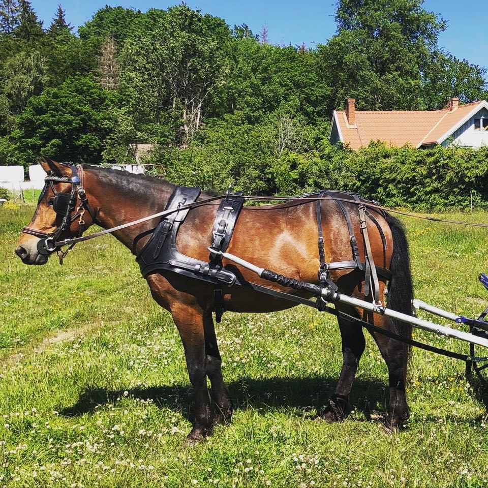 Budkavleritten 2020 -  4åriga New forest stoet Axevilles Melli Star