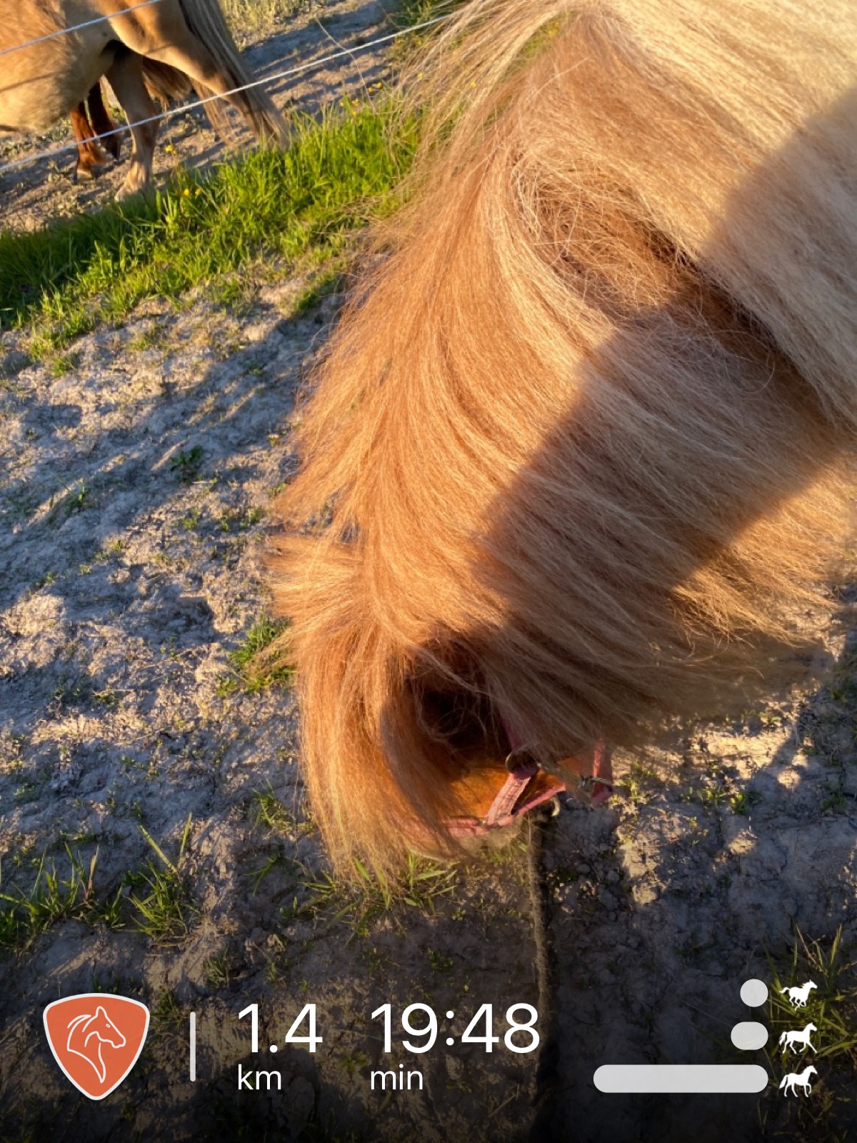 Aceras cAndy 3 år, mini shetlandsponny