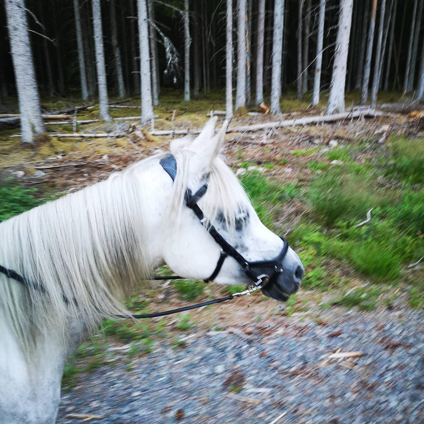 Budkavleritten 2020 - BA Isabell, 6 år, arabiskt fullblod