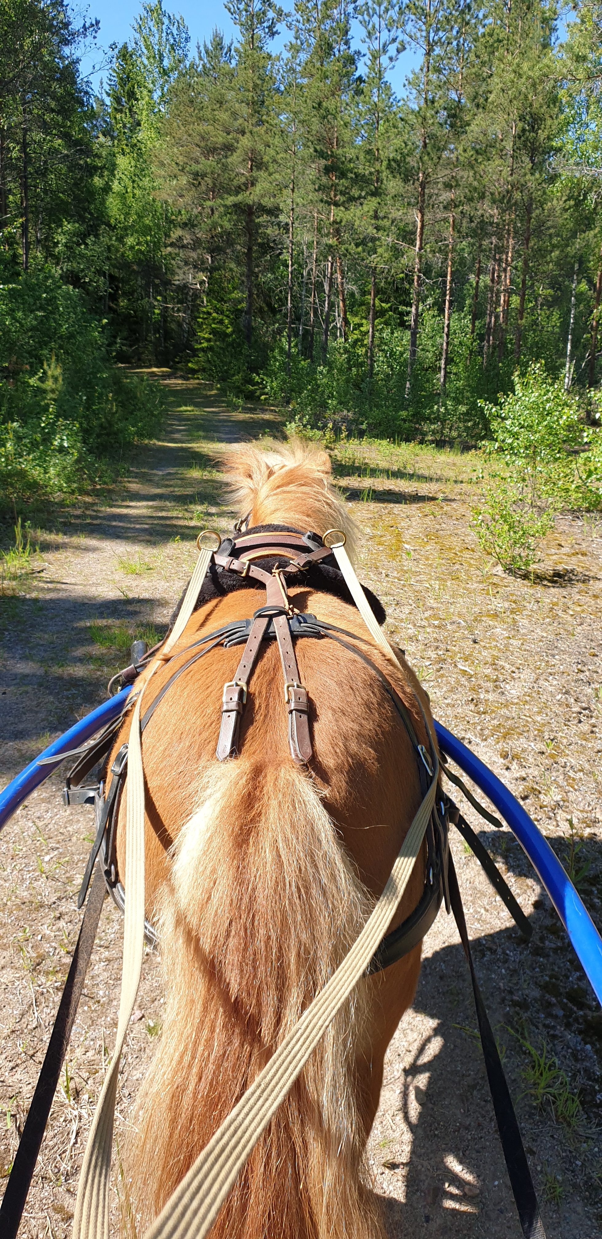 Budkavleritten 2020 - Bimlis Minova under hennes 3 km