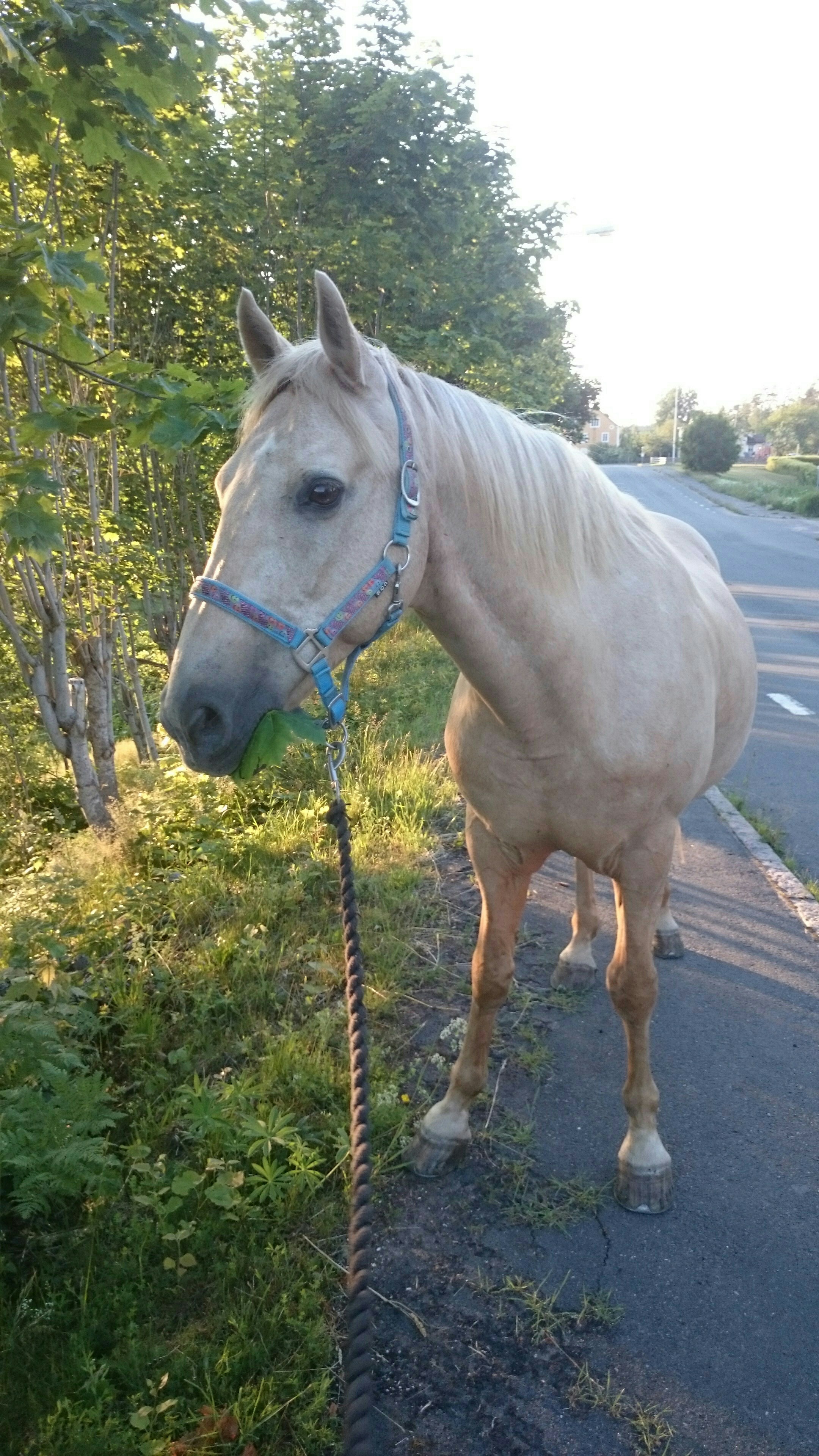Budkavleritten 2020 - Brunsered's Golden
