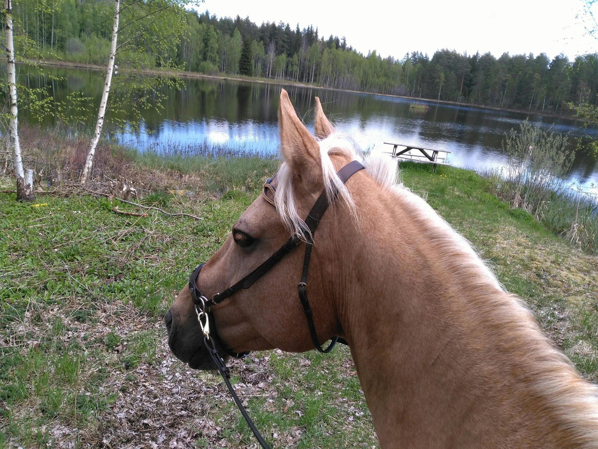 Budkavleritten 2020 - Flower Boy korsning quarterhorse och varmblod