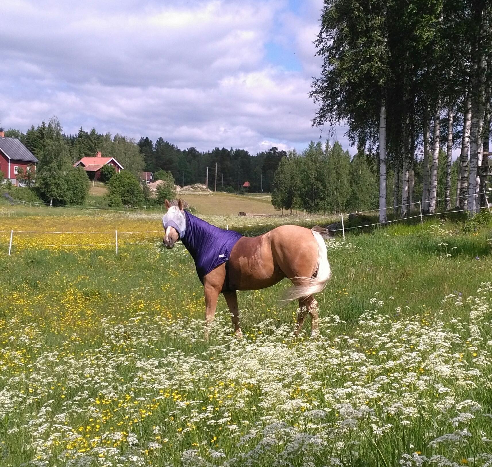 Budkavleritten 2020 - Flower Boy, äntligen framme i beteshagen