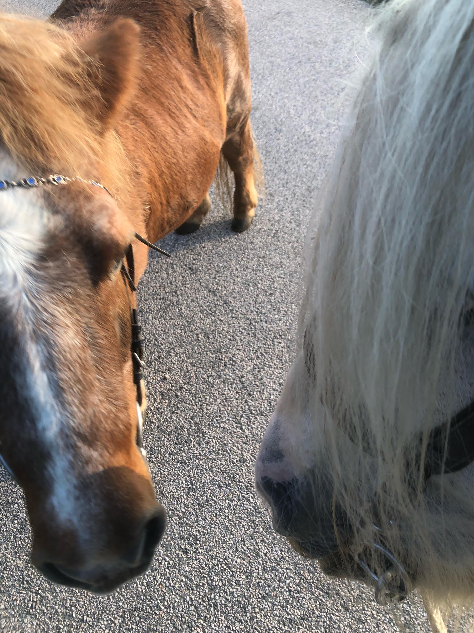 Hampus och Clogheen Chi II