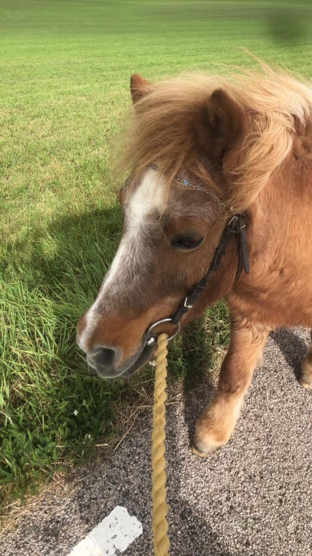 Hampus ute på tur i del 3 av budkavleritten