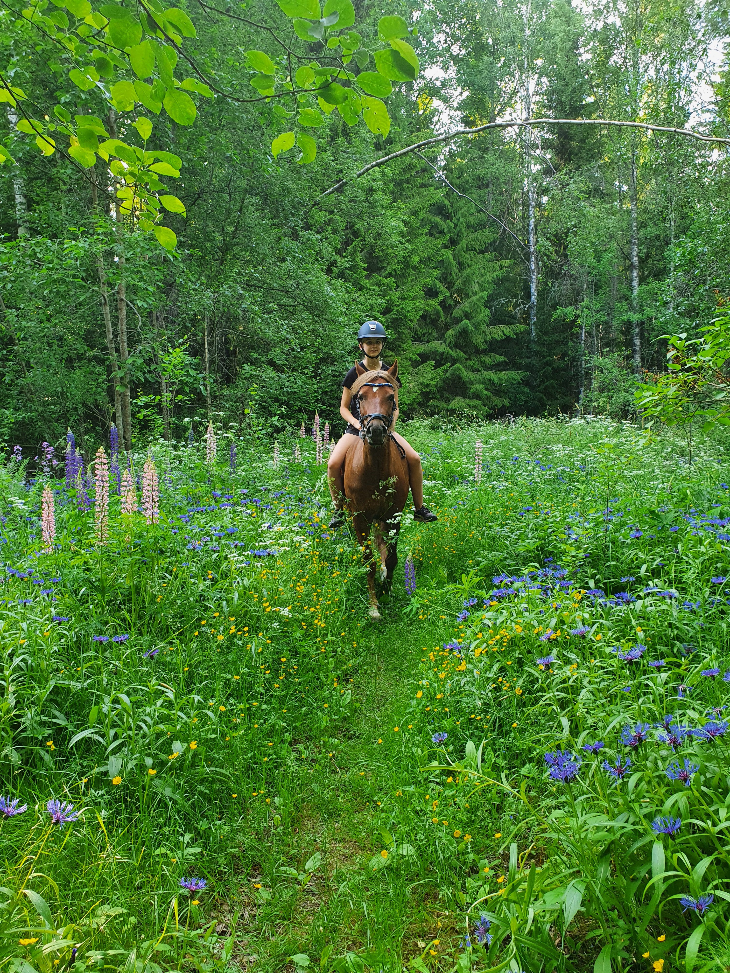 Budkavleritten 2020 - Heidi Gadevall tillsammans med Welsh cob stot Zerena Miss O'Mally