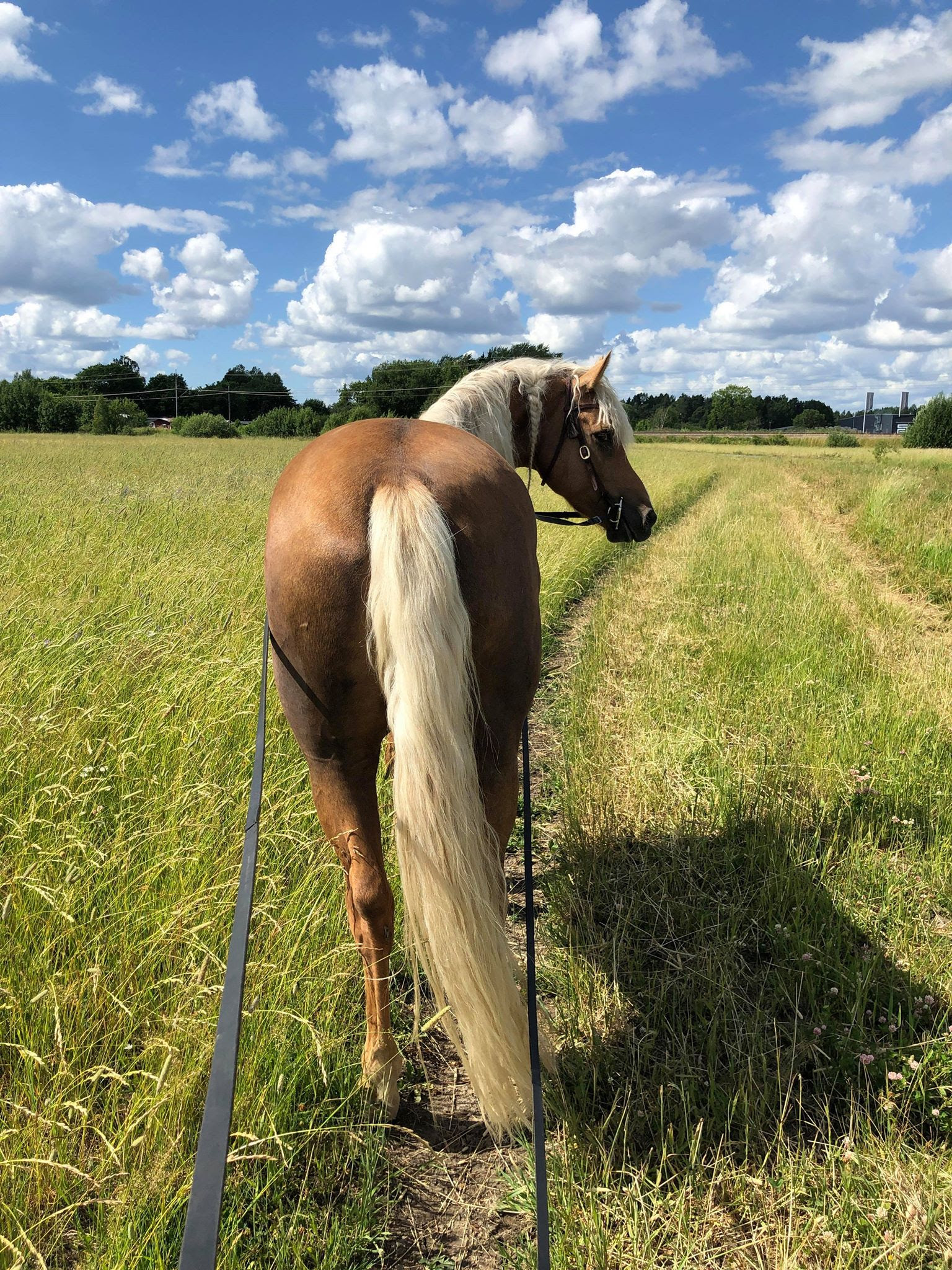 Budkavleritten 2020 - Lilly