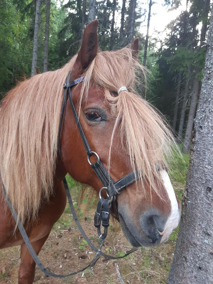 Budkavleritten 2020 - Leik Jo på tredej etappen