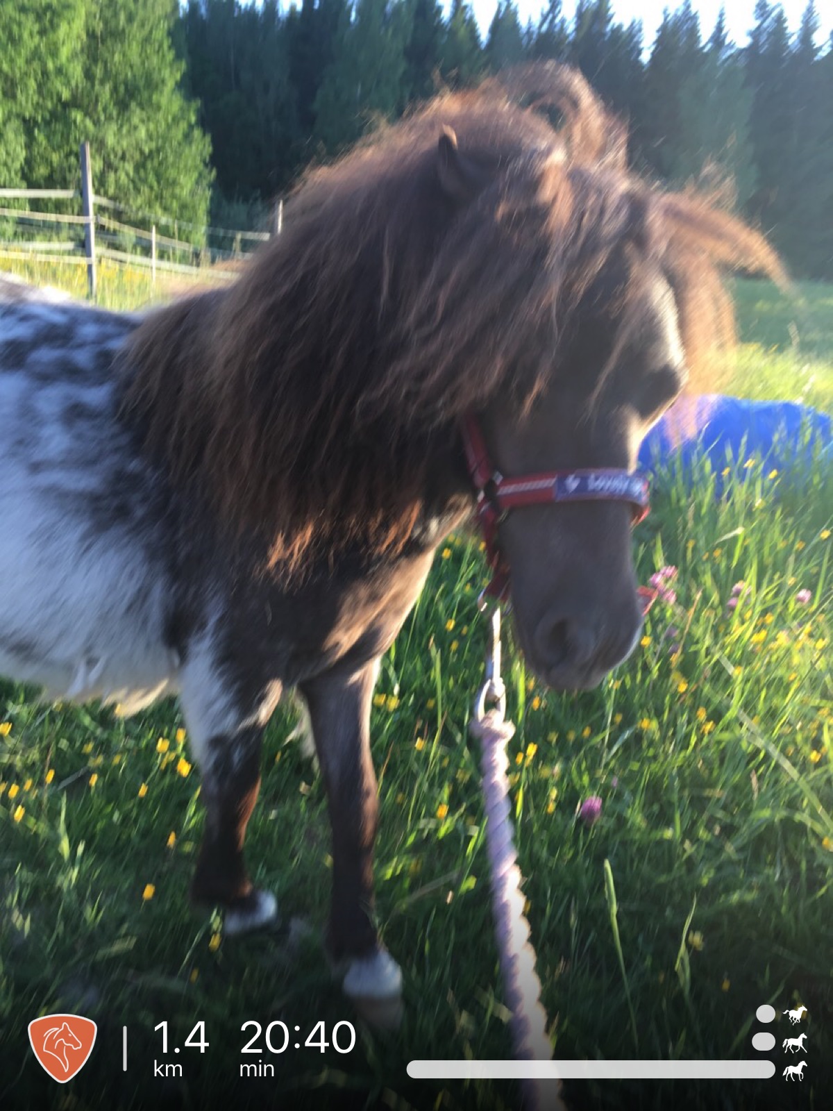 Minishetland Aceras tRoja 1år