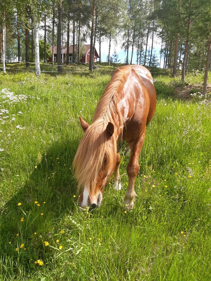 Budkavleritten 2020 - Nöjd Leik Jo efter en härlig ridtur