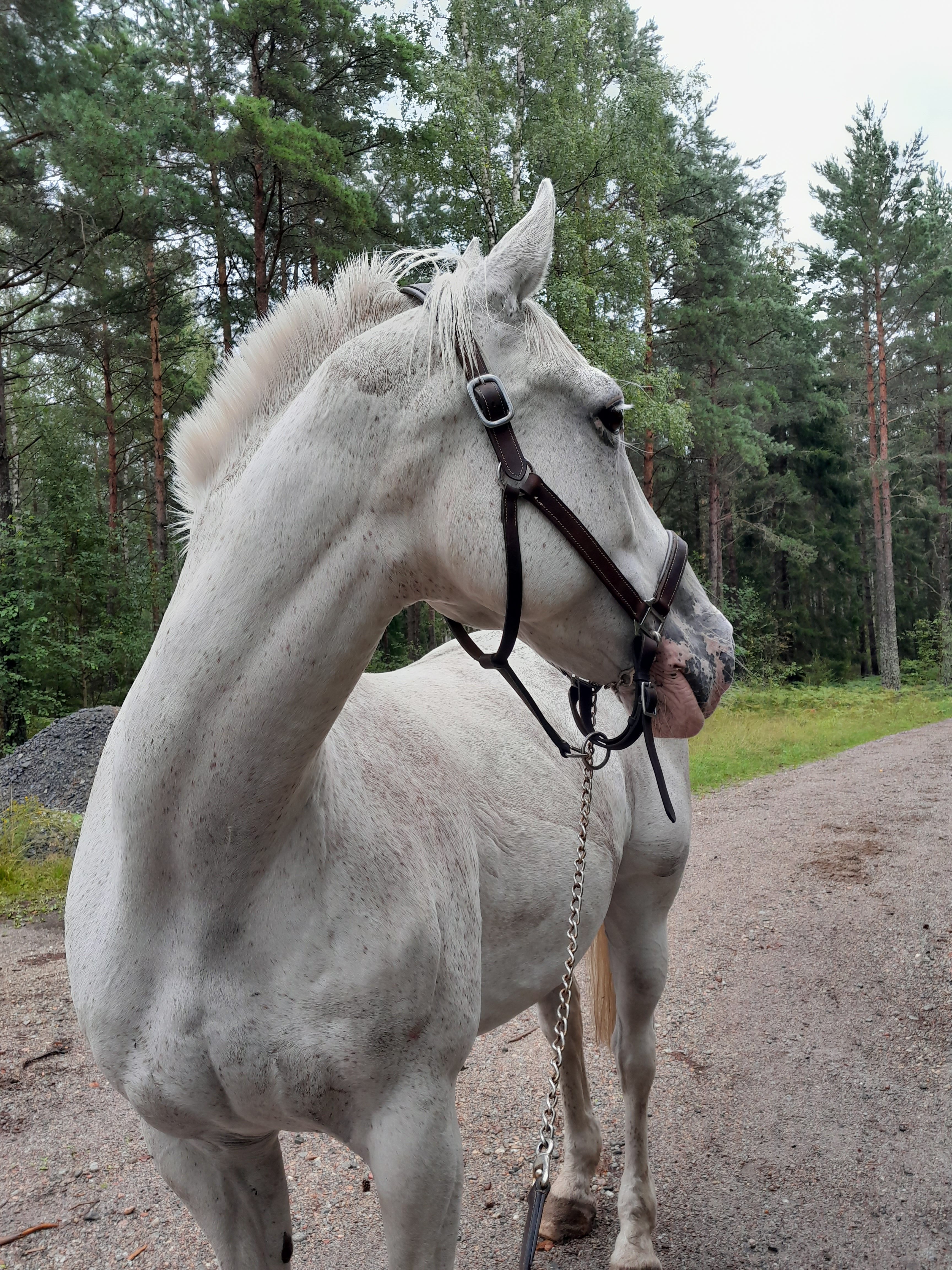 Rivendale Old Keaper under del 3