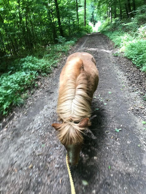 Budkavleritten 2020 - Shetlandsponnyn Hampus